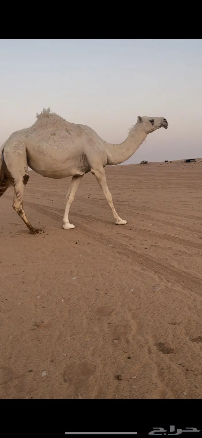 لقحه وضحا ثنو 0