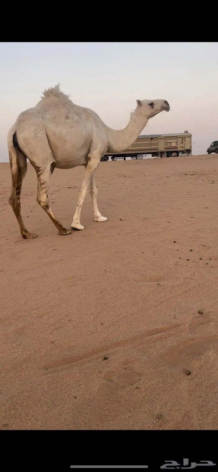 لقحه وضحا ثنو 2
