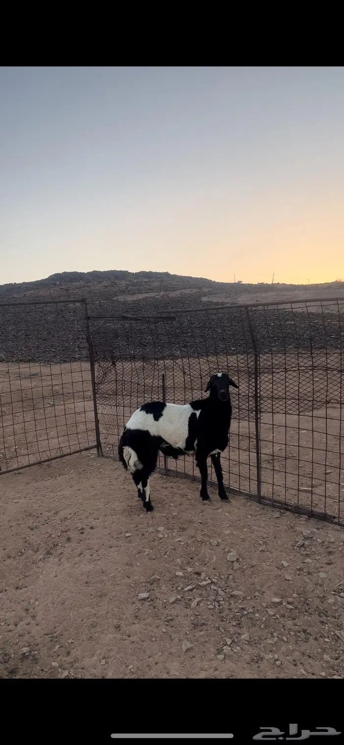 نعجه حريه وخروف جذع فحل 1