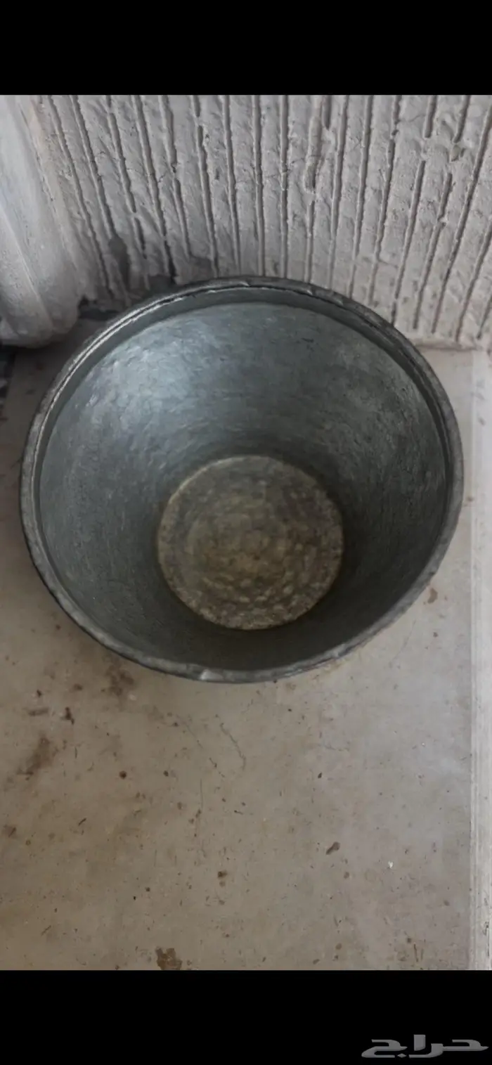سحلة او مرو صغير 0