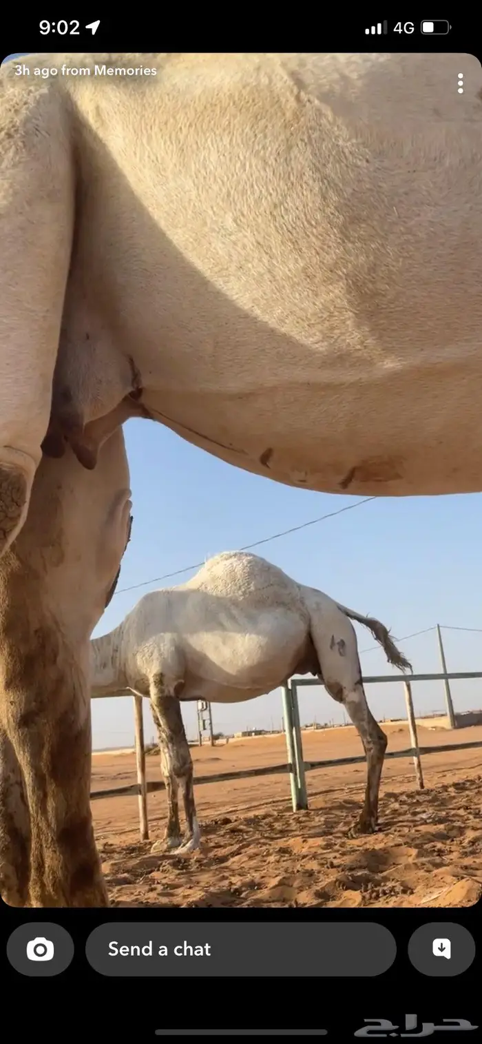 ضرايب للبيع 2