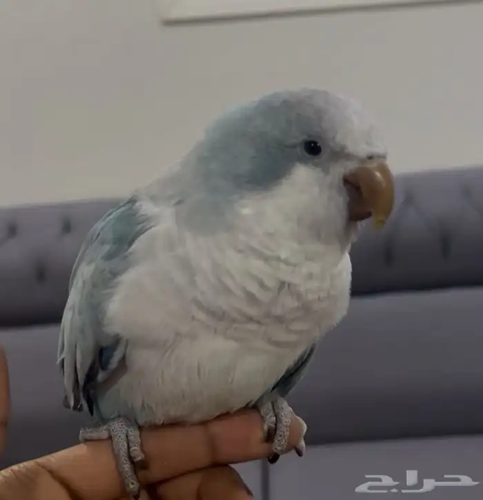 ببغاء مفقود 0