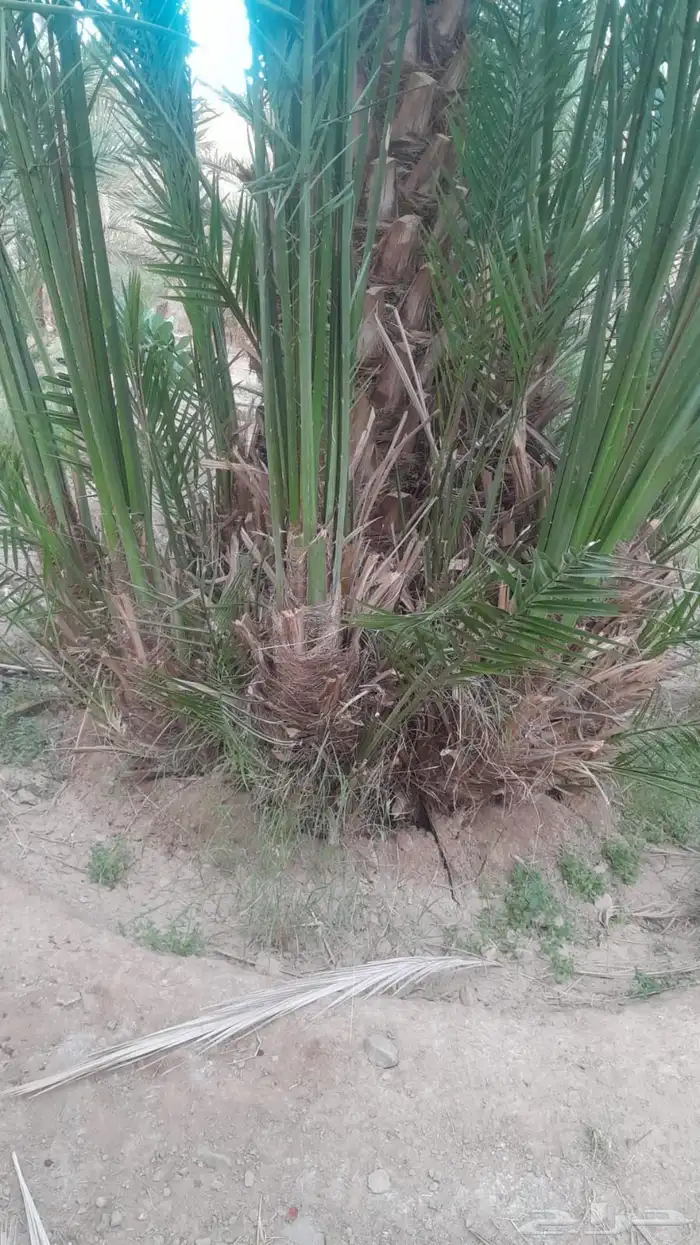 صقعي هلالي مجدول 2