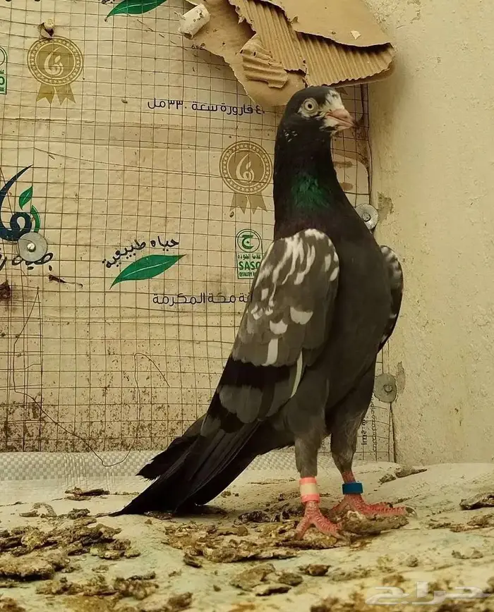 حمام باكستاني توووب 0