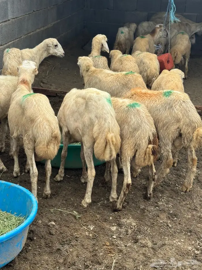 خرفان تربية بلدي 1