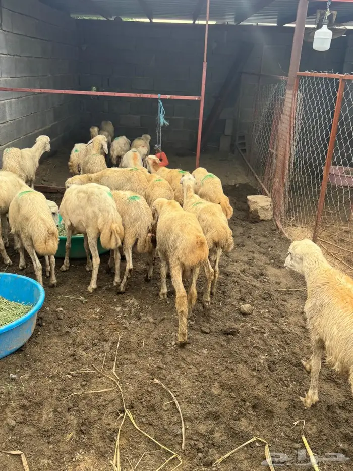 خرفان تربية بلدي 3