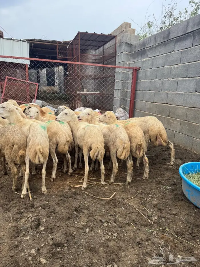 خرفان تربية بلدي 6