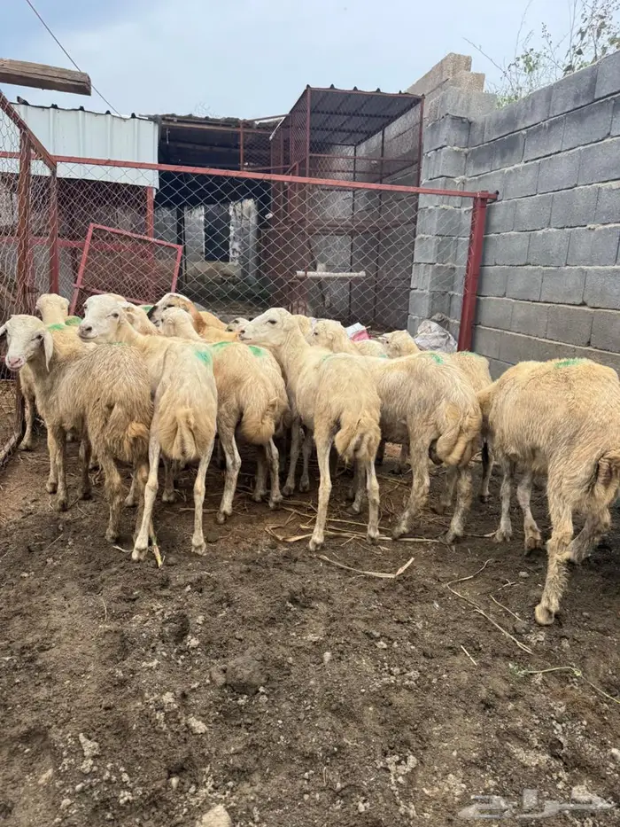 خرفان تربية بلدي 7