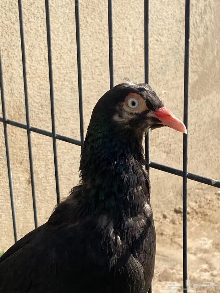 جوز هاي فلاير 3