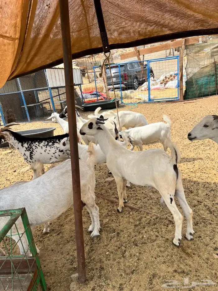 مشروع فحل بيشي صنف 1