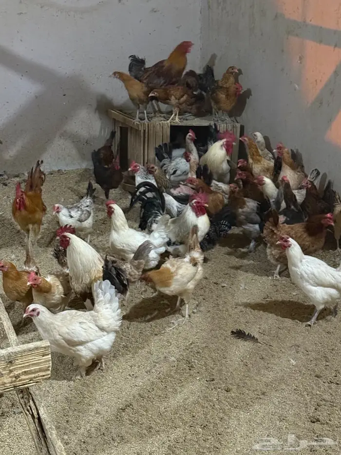مجموعه دجاج وديوك انراع مختلفه صحه ونظافه 2