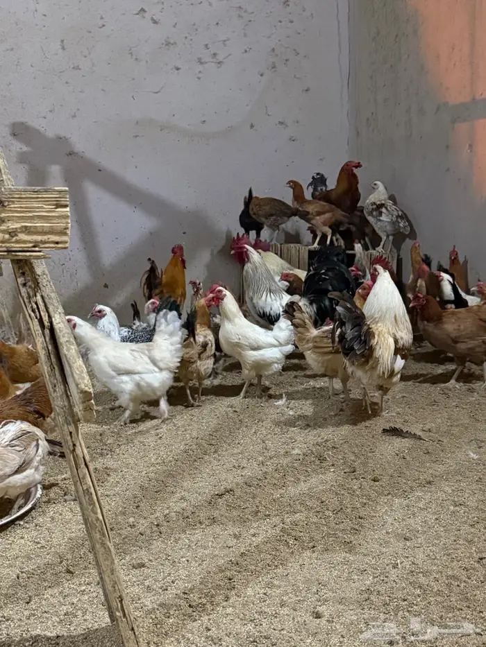 مجموعه دجاج وديوك انراع مختلفه صحه ونظافه 6