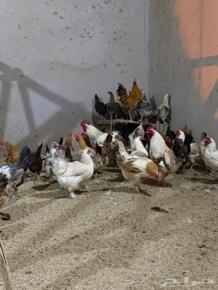 مجموعه دجاج وديوك انراع مختلفه صحه ونظافه 8