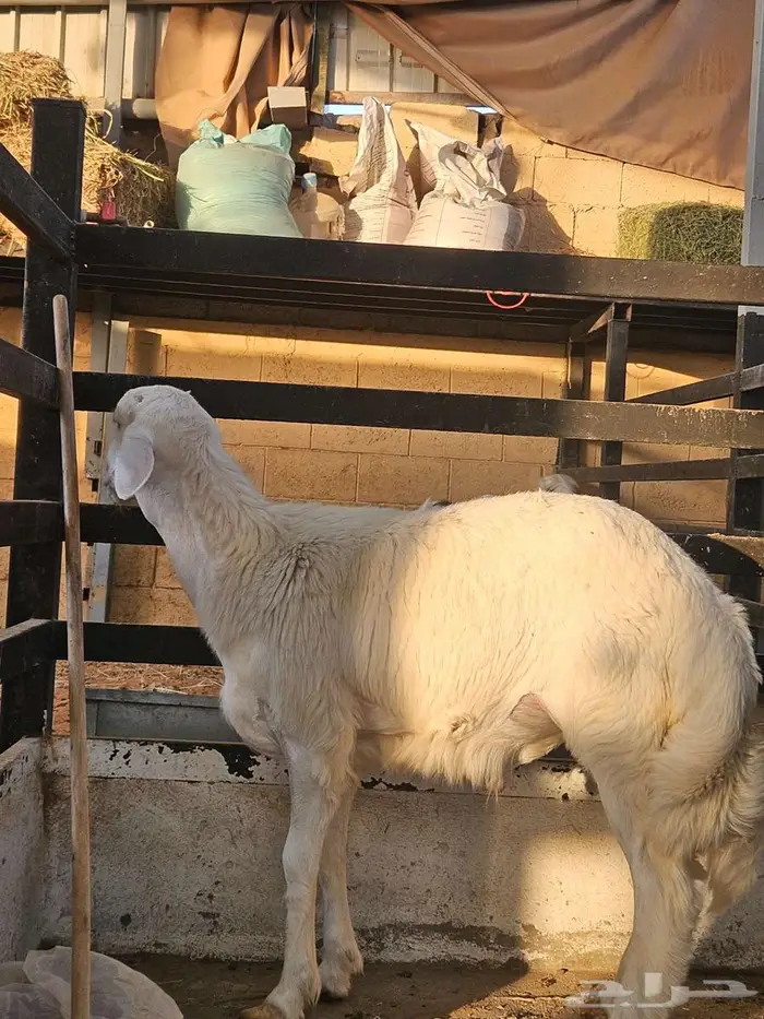 خروف حري ( تم البيع ) 0