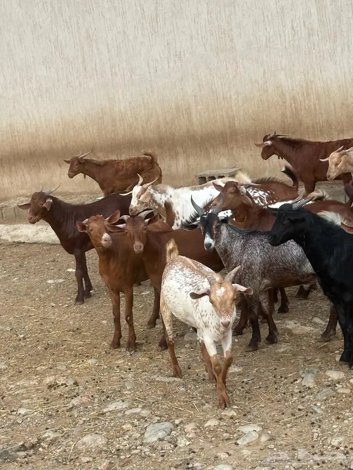 المجارده 2