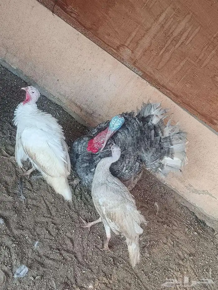 دجاج وديوك رومي للبيع 3