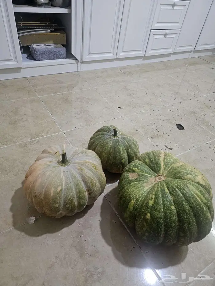 المدينه المنوره 0