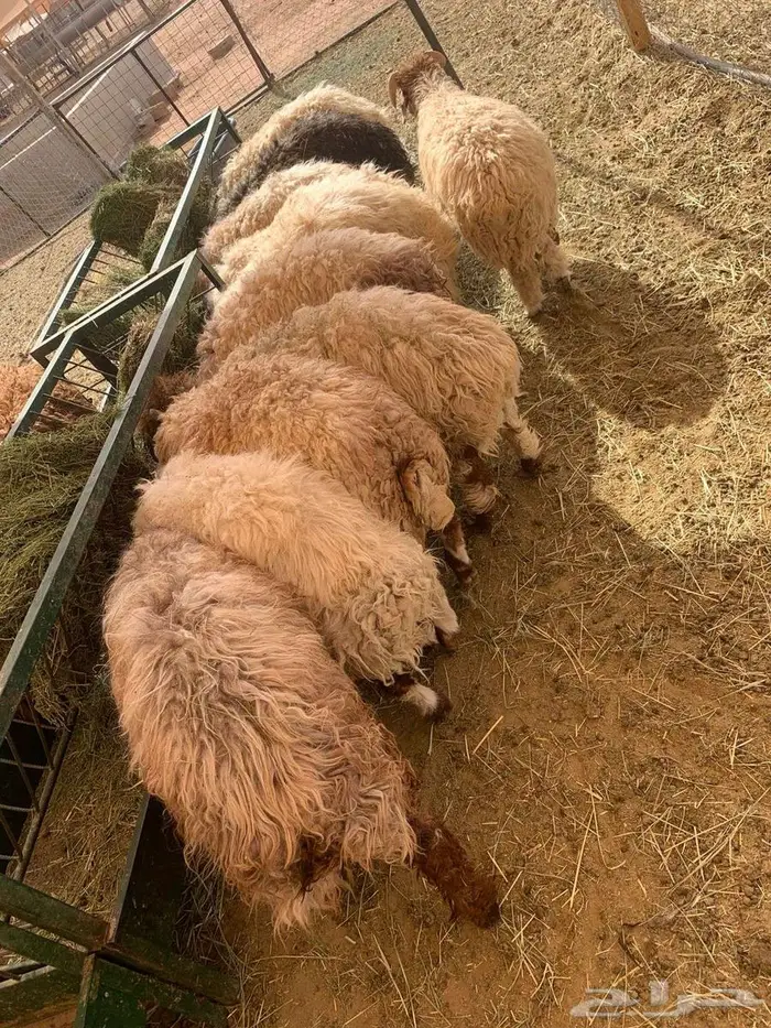نعيمي أردني و سواكن حمري تربية مزارعنا 1