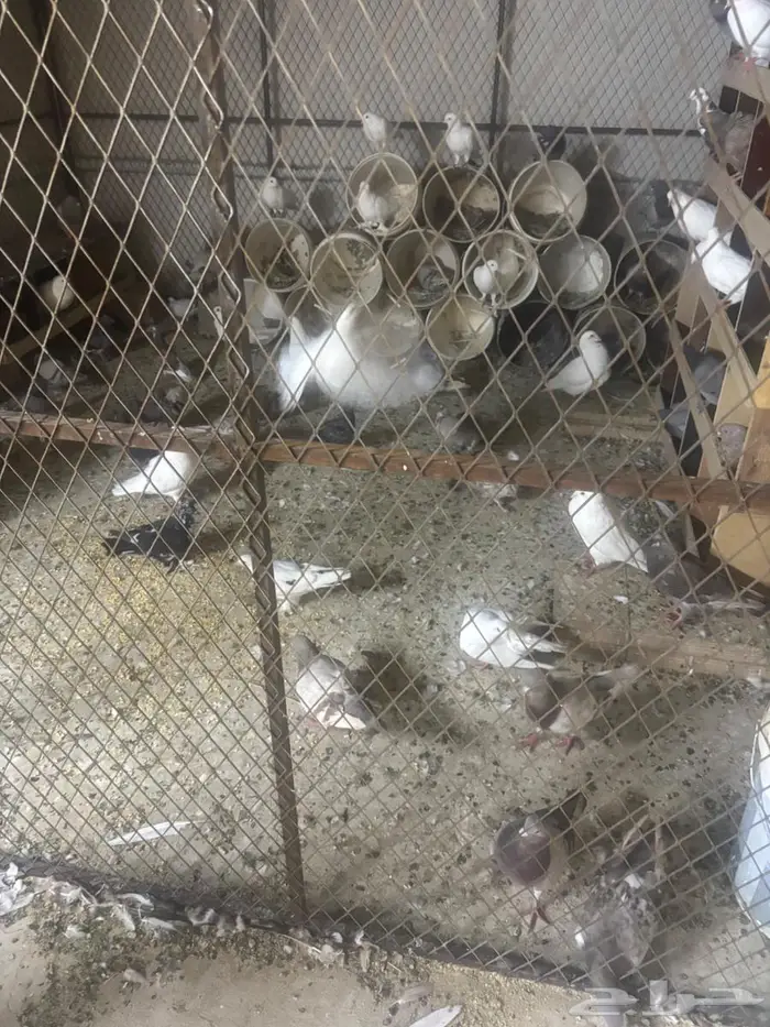 حمام فرنسي 1