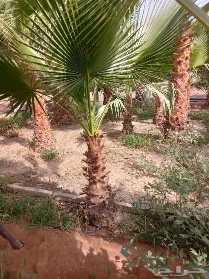 نخل واشنطني زينه للبيع 11