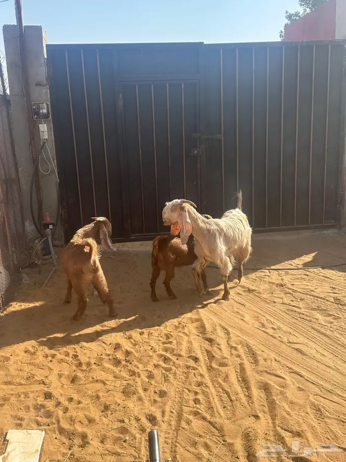 عنز طيبه سديس متبع بتيس وجفره 2