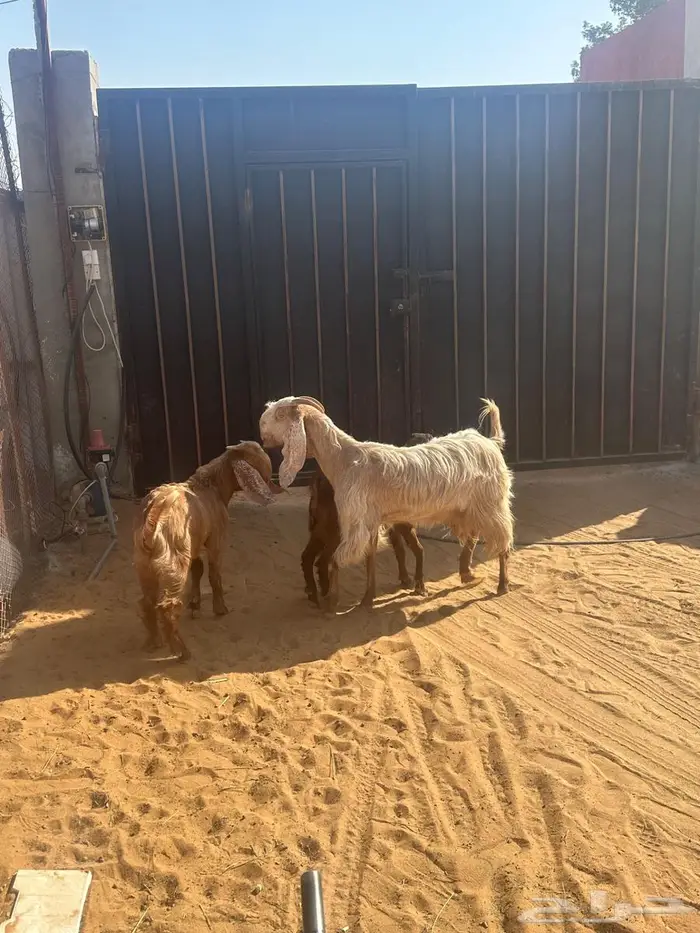 عنز طيبه سديس متبع بتيس وجفره 1