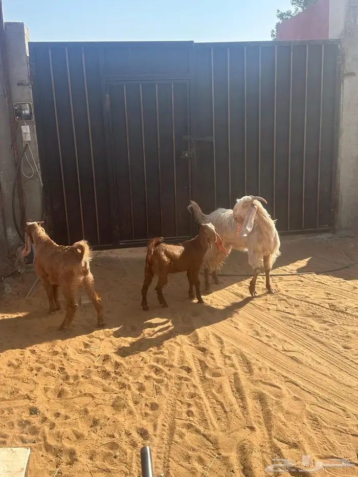 عنز طيبه سديس متبع بتيس وجفره 3