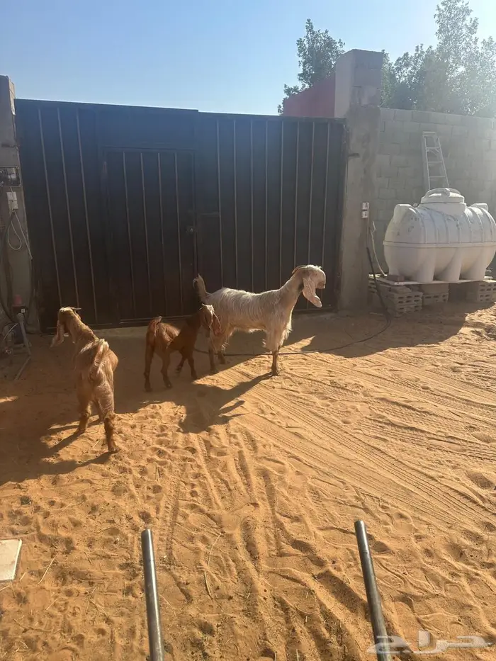 عنز طيبه سديس متبع بتيس وجفره 0
