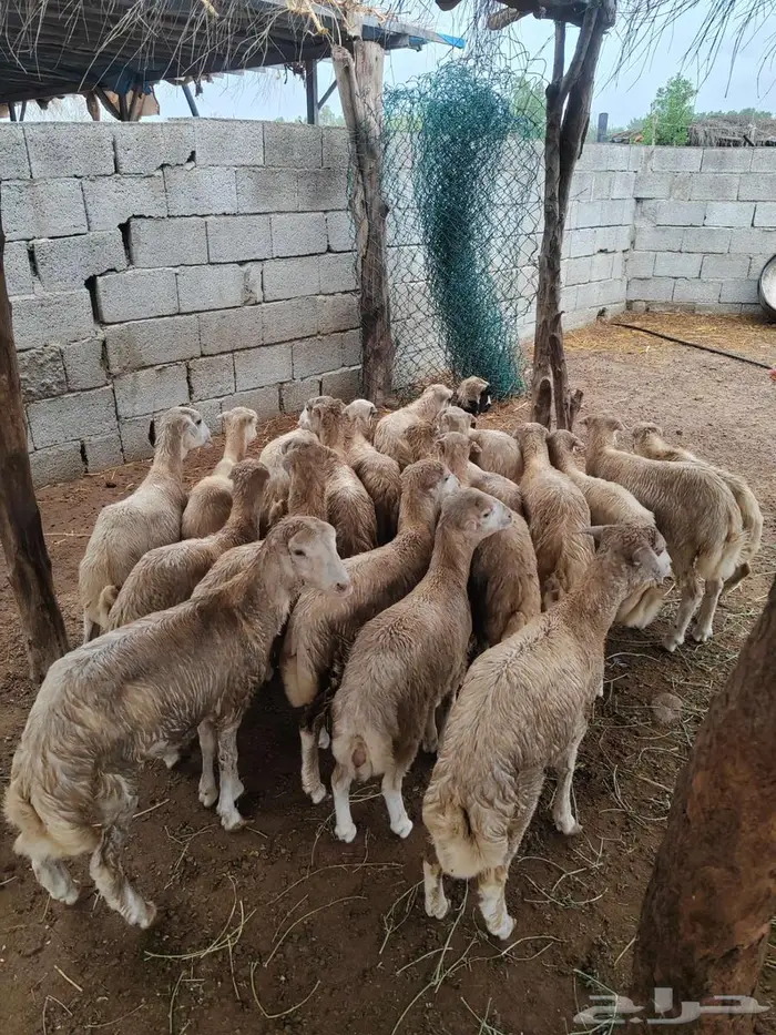 رخيل بلدي للبيع 1
