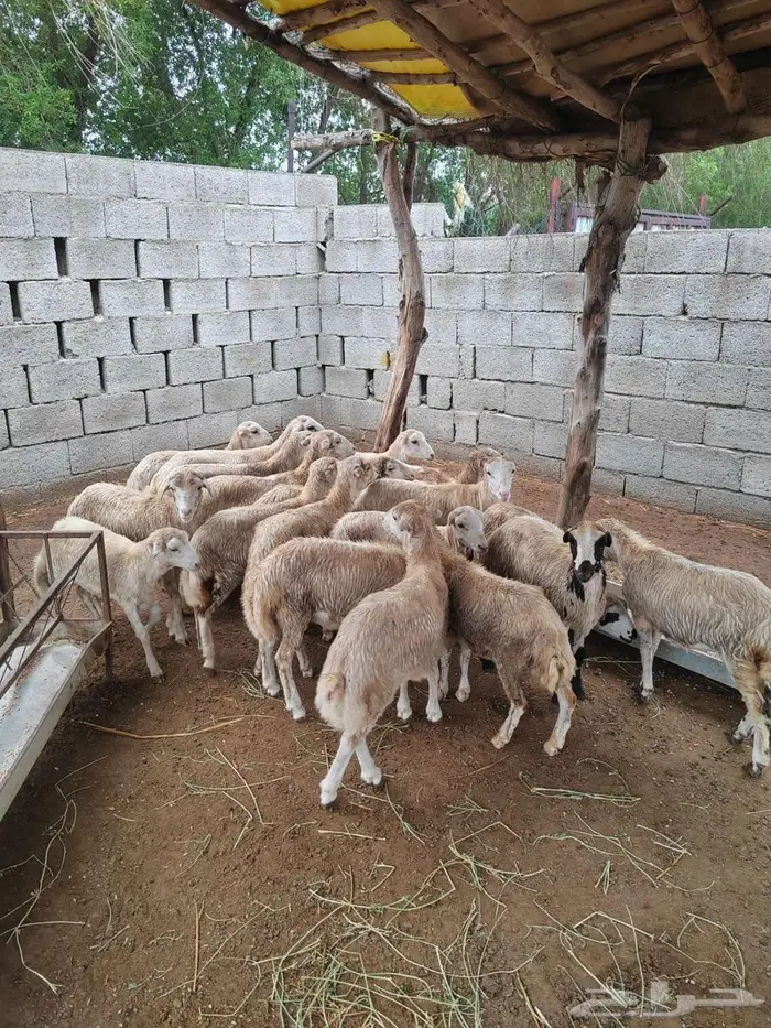 رخيل بلدي للبيع 2