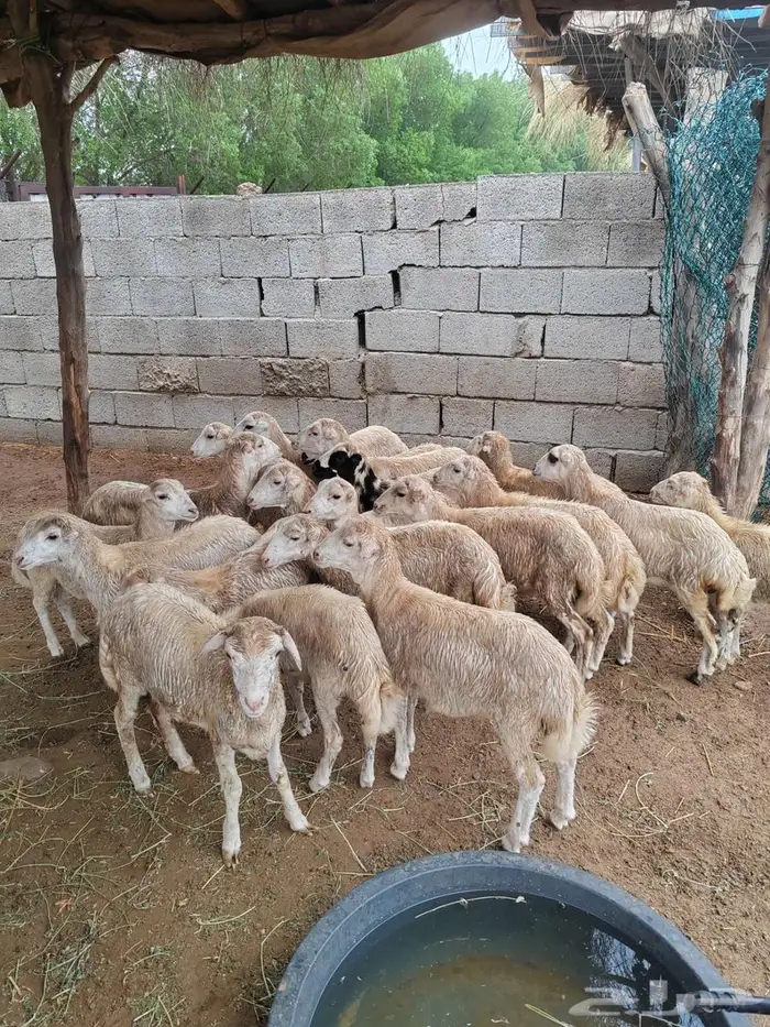 رخيل بلدي للبيع 0