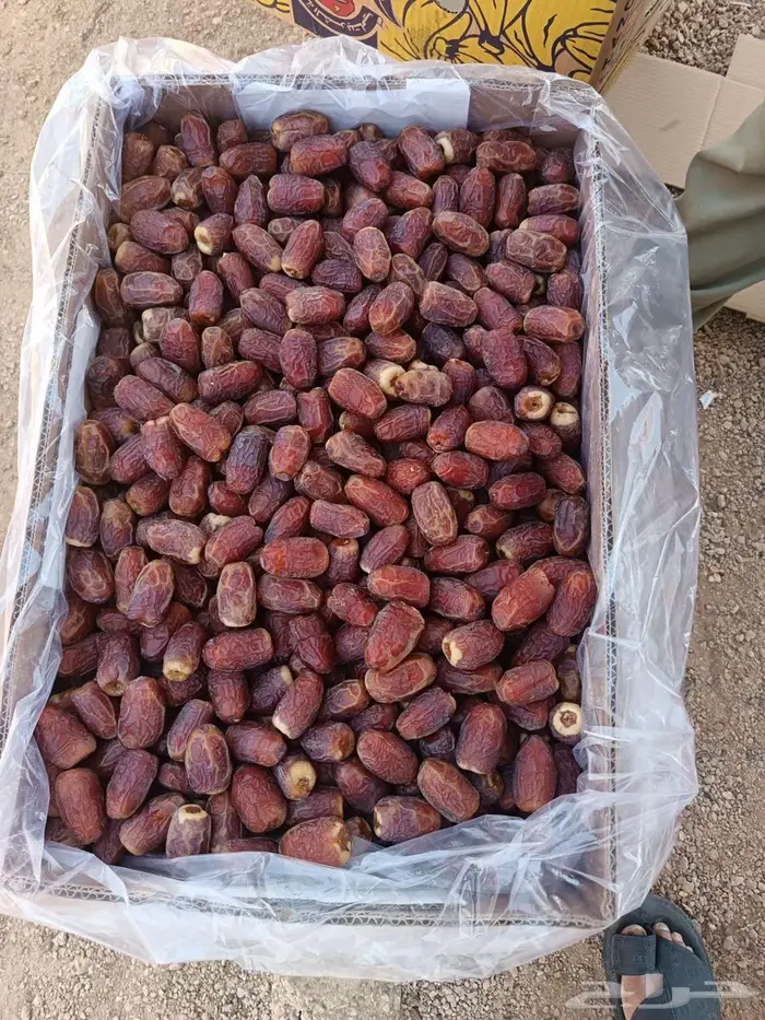 تمر صقعي 0
