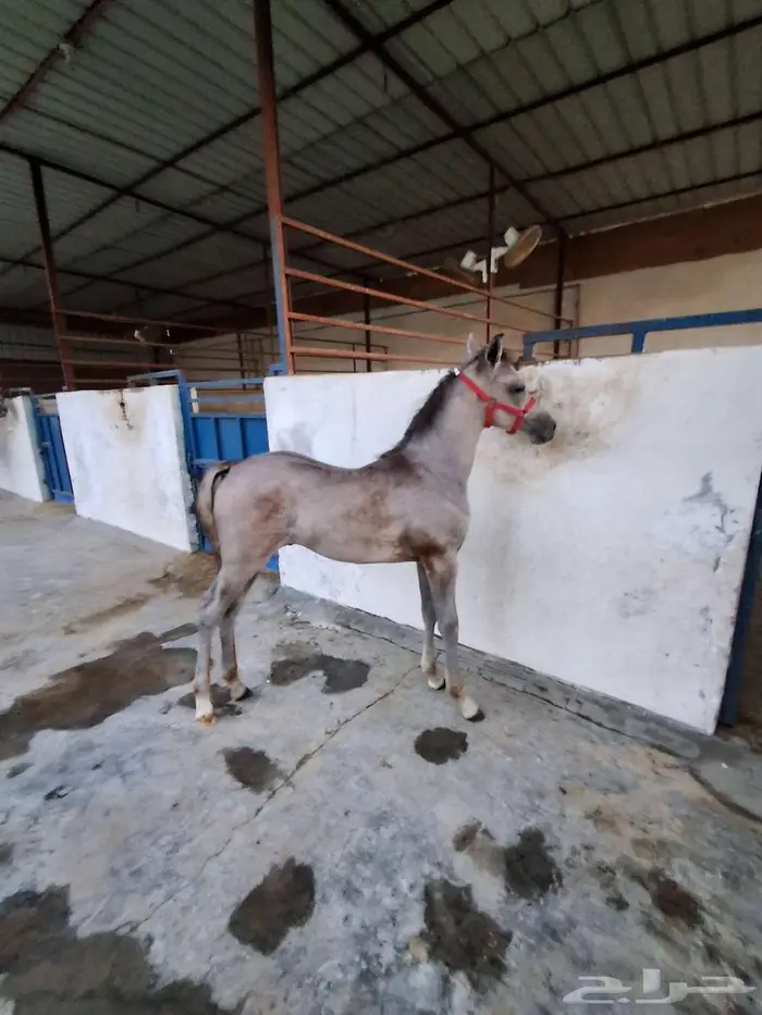 مهر شعبي 3 شهور للبيع 0