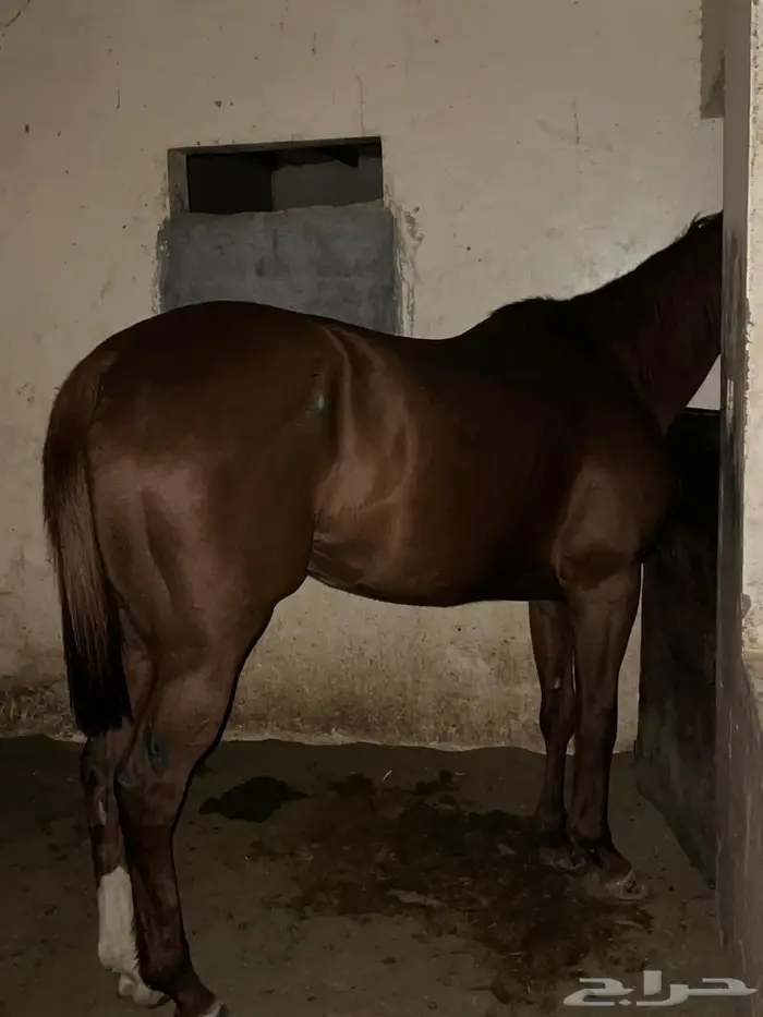 من بغا المقنى الكفو و سبوق ولقاح3 اشهر علا الحصان الكفو 2