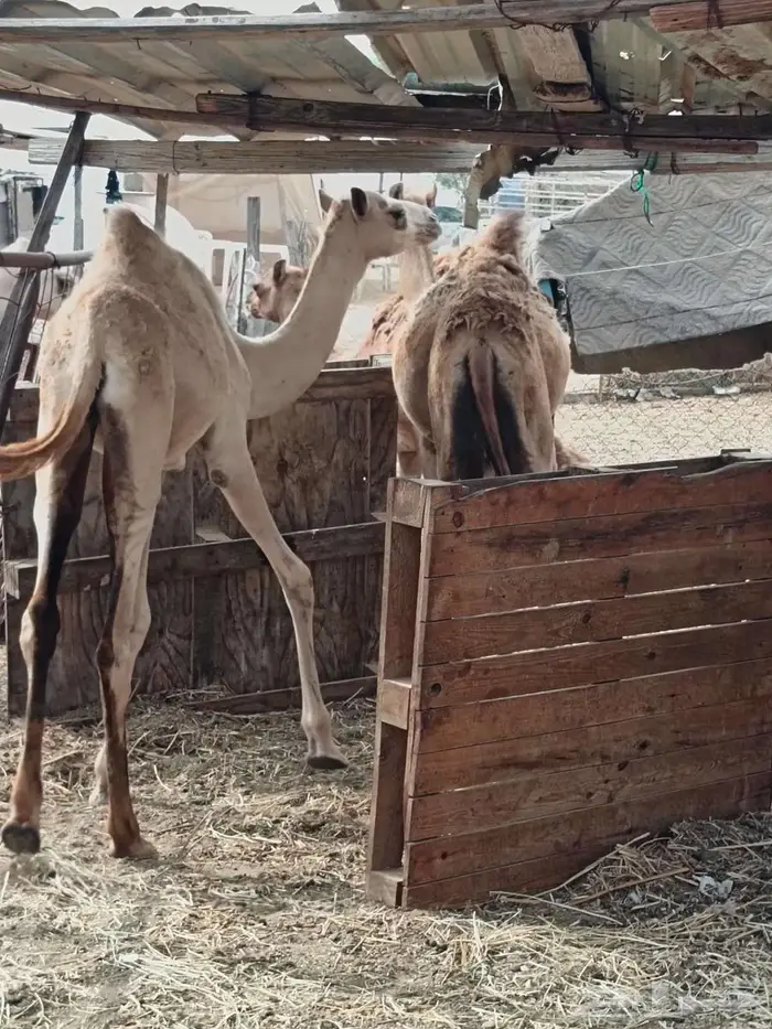 ثلاث قعدان مفاريد بريات 4