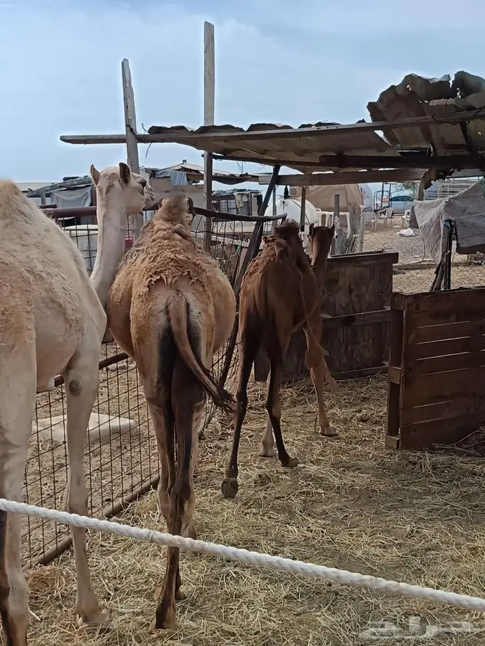 ثلاث قعدان مفاريد بريات 0