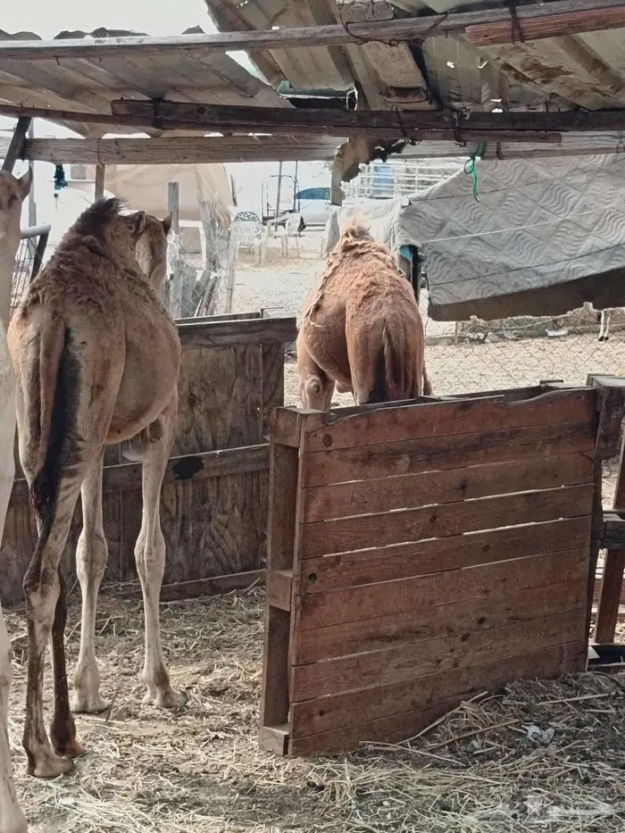 ثلاث قعدان مفاريد بريات 5