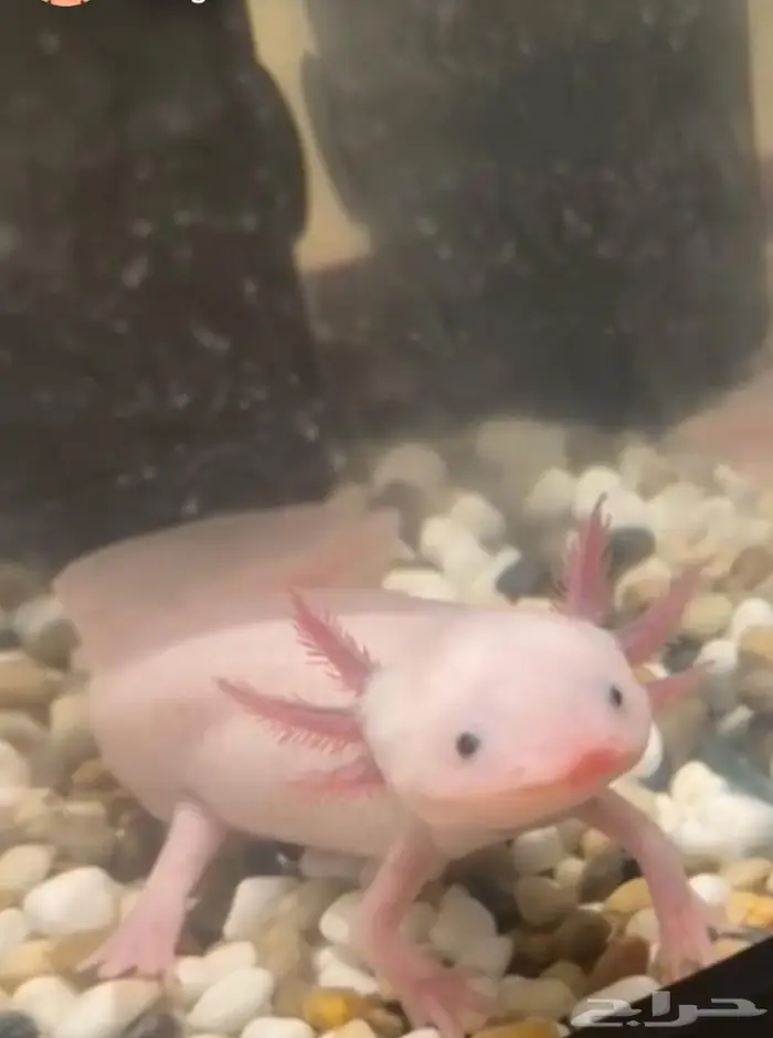 عفريت الماء اكسلوتل axolotl 1