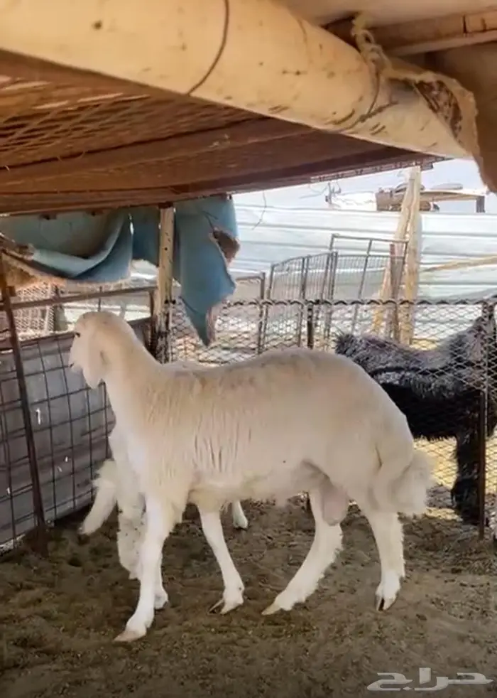 طليان حريات 0
