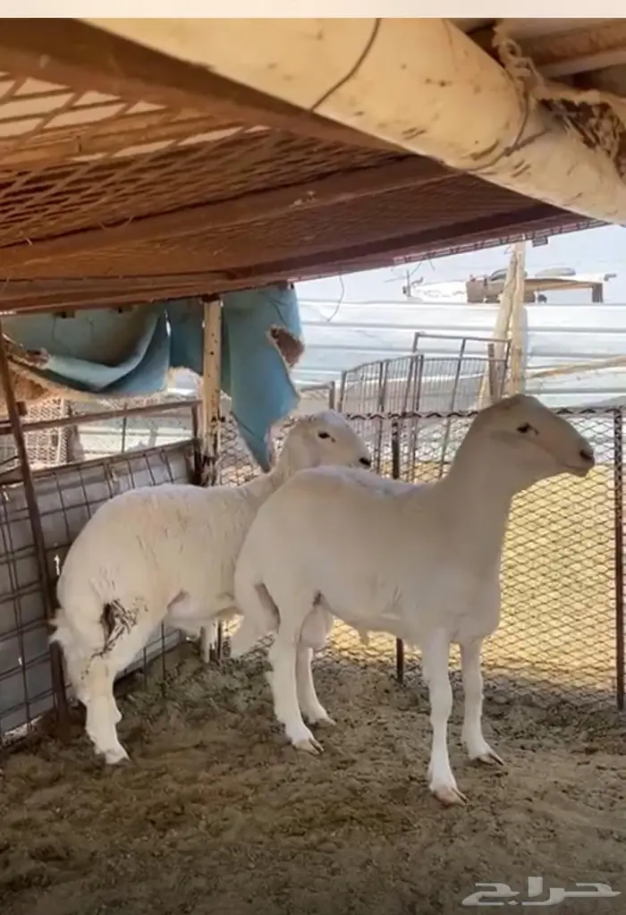 طليان حريات 1