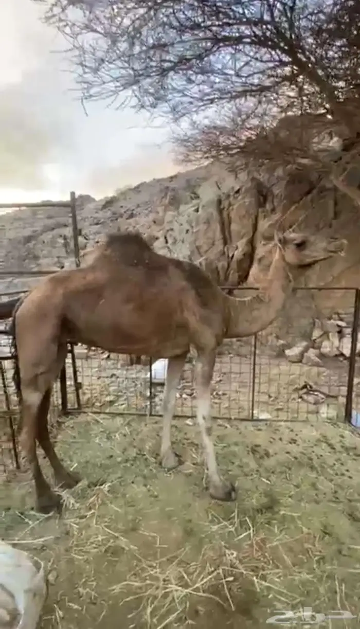 ناقه للبيع 0