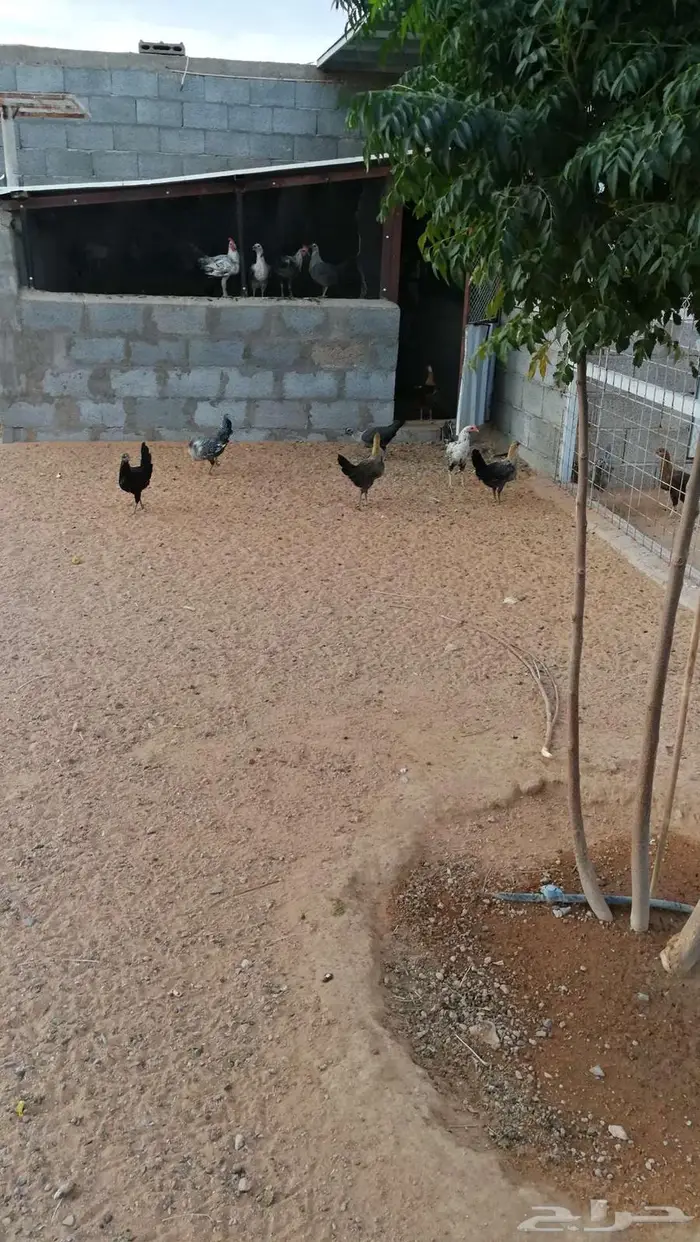 دجاج فيومي للبيع بياض 0