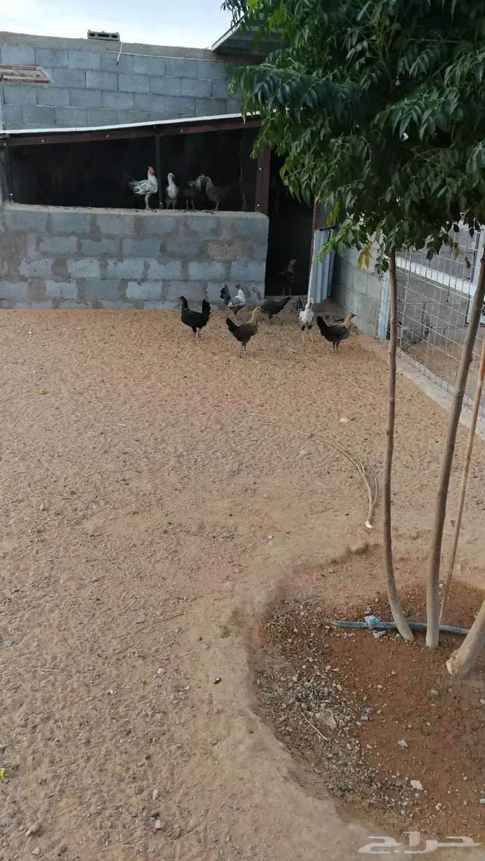 دجاج فيومي للبيع بياض 1