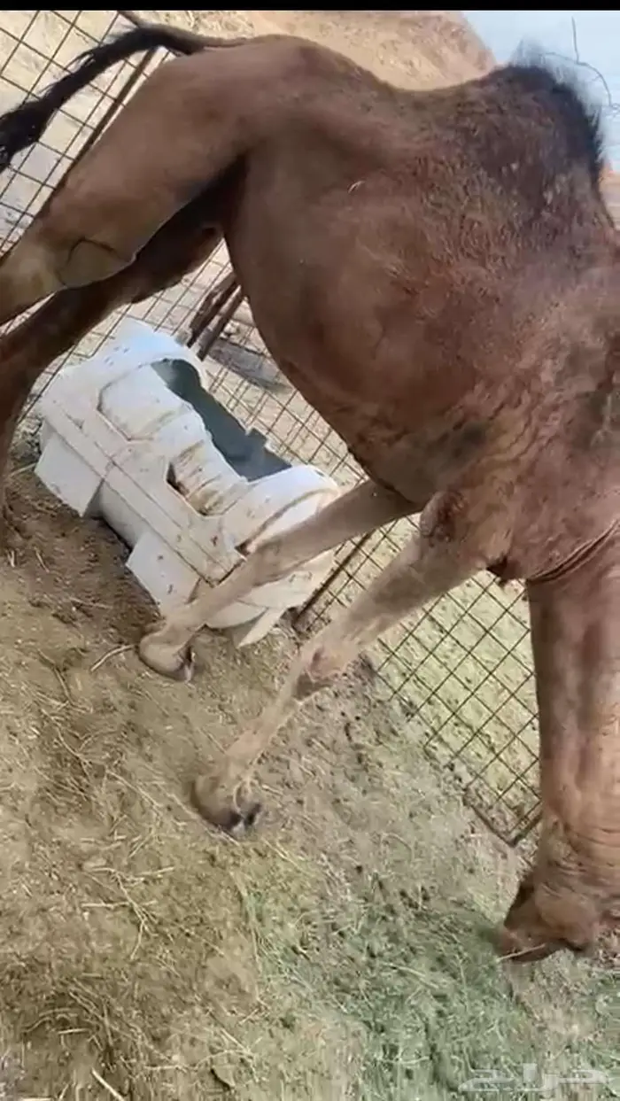 ناقه للبيع 1