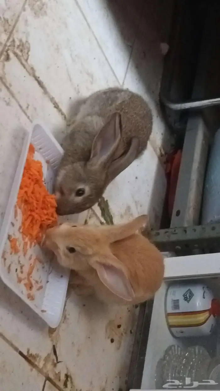 أرانب 2