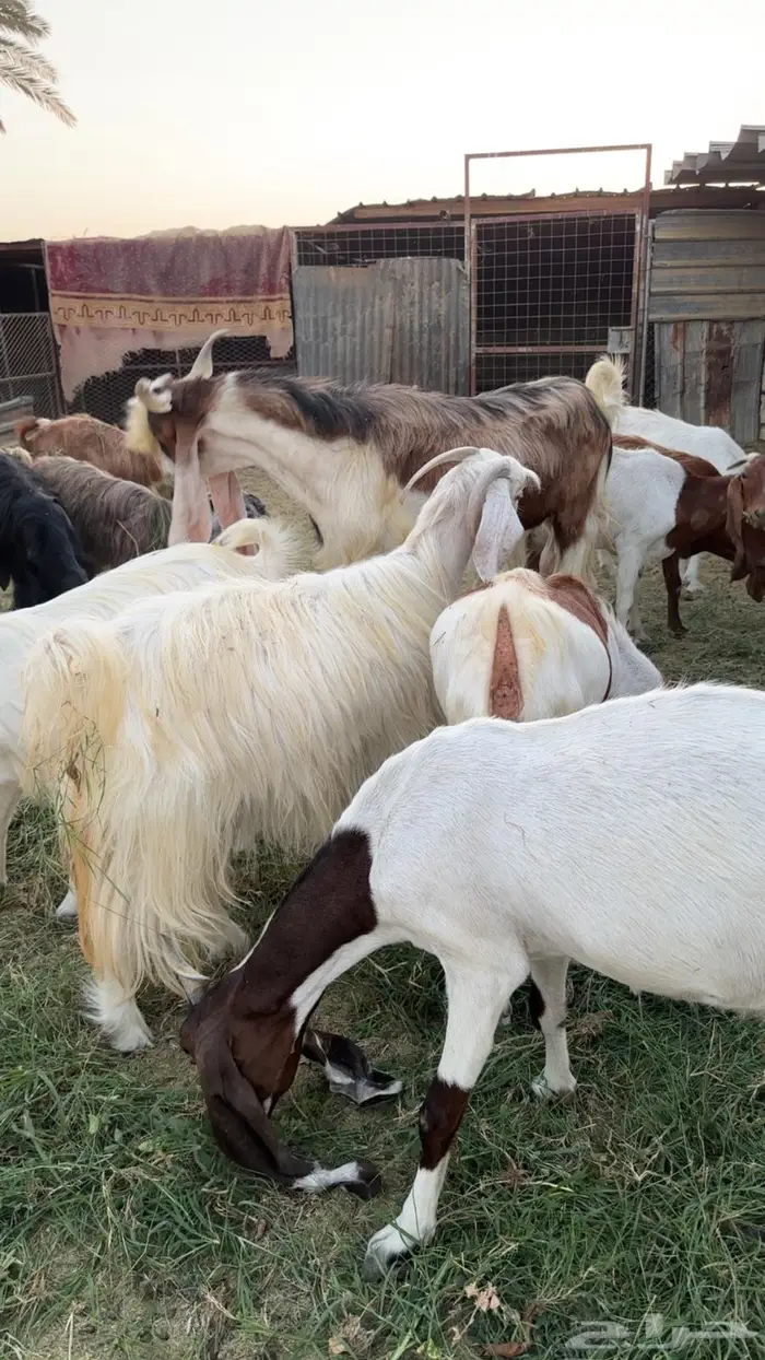 حلال لبيع الموقع البدع   البيع جمله او 10 إلا عشرين نبيع 1