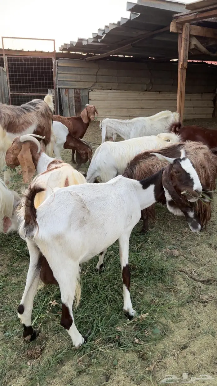 حلال لبيع الموقع البدع   البيع جمله او 10 إلا عشرين نبيع 3