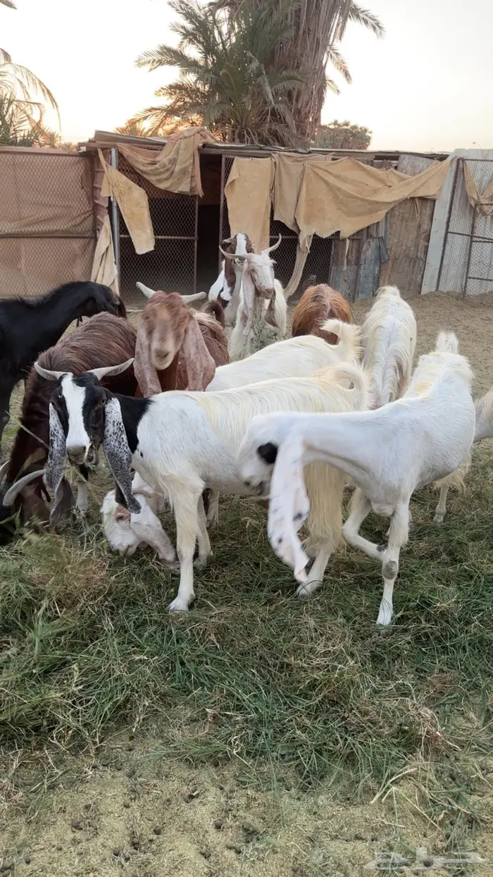 حلال لبيع الموقع البدع   البيع جمله او 10 إلا عشرين نبيع 4