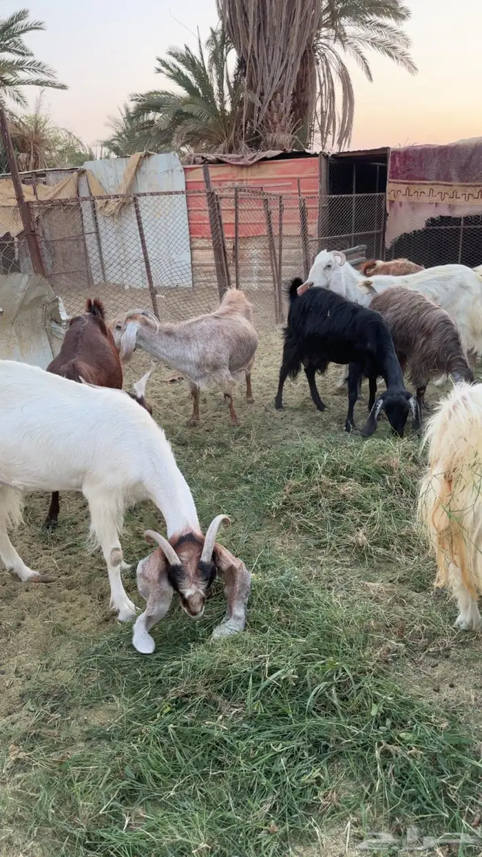 حلال لبيع الموقع البدع   البيع جمله او 10 إلا عشرين نبيع 8