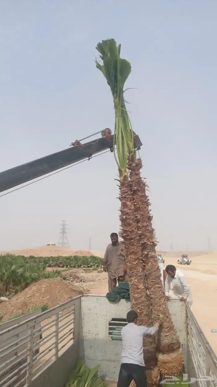نخل واشنطني زينه للبيع 4